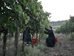 004-Vendages_Grcigliano_2025-Gricigliano_20250906_071002