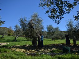 004-Olives-Gricigliano_2025-11-04_10-01-28_0194