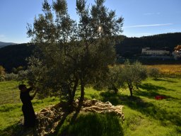 012-Olives-Gricigliano_2025-11-05_16-47-54_0316